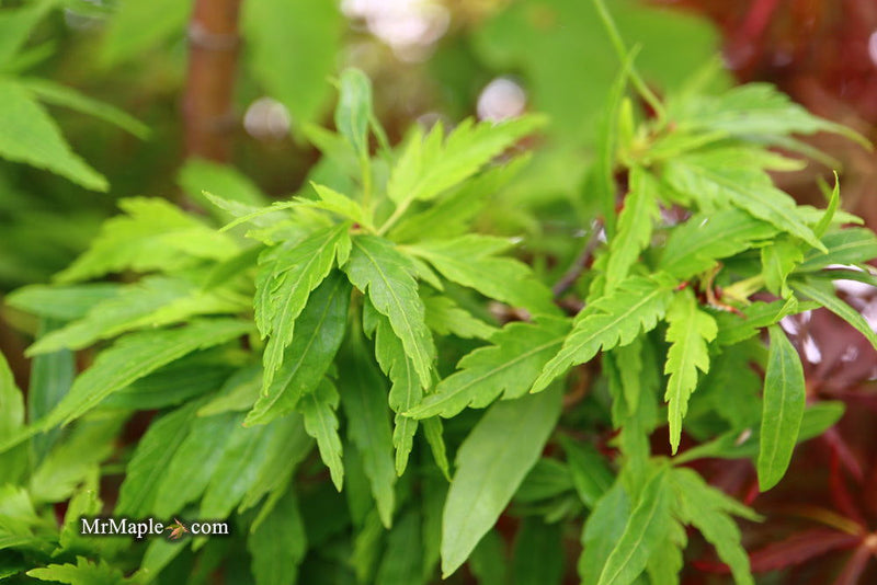 - FOR PICKUP ONLY | Acer palmatum 'Hagoromo' Angel Feather Japanese Maple | DOES NOT SHIP - Mr Maple │ Buy Japanese Maple Trees