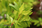 - FOR PICKUP ONLY | Acer palmatum 'Hagoromo' Angel Feather Japanese Maple | DOES NOT SHIP - Mr Maple │ Buy Japanese Maple Trees