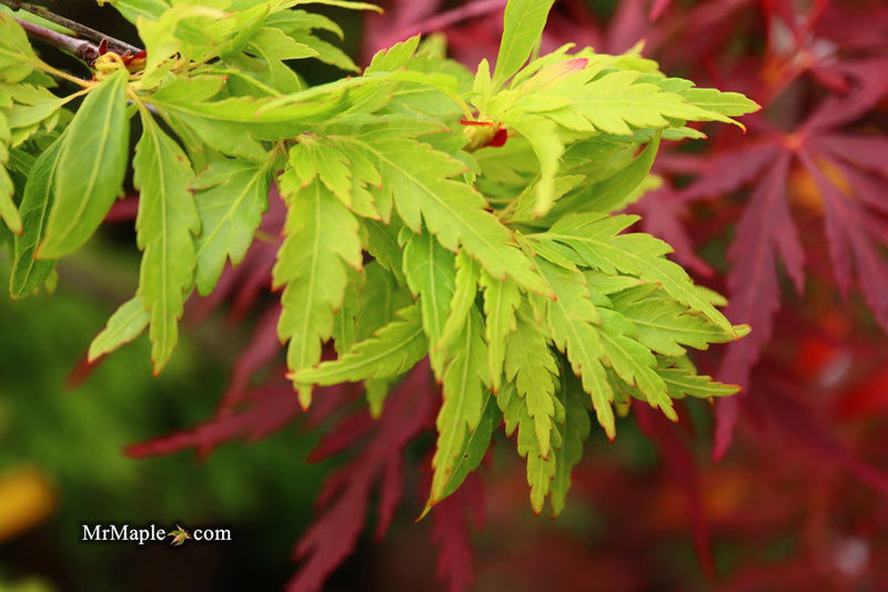 - FOR PICKUP ONLY | Acer palmatum 'Hagoromo' Angel Feather Japanese Maple | DOES NOT SHIP - Mr Maple │ Buy Japanese Maple Trees