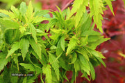 - FOR PICKUP ONLY | Acer palmatum 'Hagoromo' Angel Feather Japanese Maple | DOES NOT SHIP - Mr Maple │ Buy Japanese Maple Trees