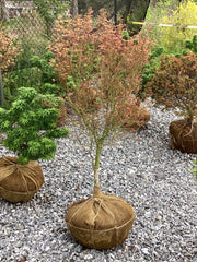 - FOR PICKUP ONLY | Acer palmatum 'Hana fubuki' Variegated Japanese Maple | DOES NOT SHIP - Mr Maple │ Buy Japanese Maple Trees