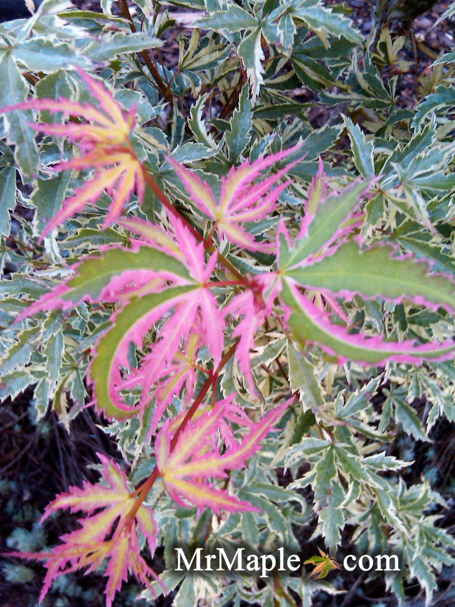 Buy Acer palmatum 'Hana fubuki' Variegated Japanese Maple — Mr