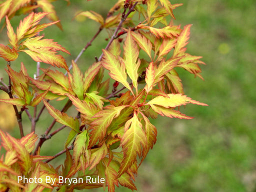 FOR PICKUP ONLY | Acer palmatum 'Hanezu hagoromo' Orange Hagoromo Japanese Maple | DOES NOT SHIP - Mr Maple │ Buy Japanese Maple Trees