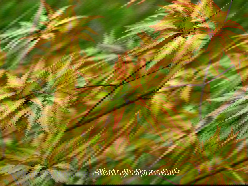 めーぷりあん Buy Acer palmatum 'Hanezu hagoromo' Orange Hagoromo Japanese