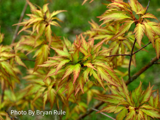 FOR PICKUP ONLY | Acer palmatum 'Hanezu hagoromo' Orange Hagoromo Japanese Maple | DOES NOT SHIP - Mr Maple │ Buy Japanese Maple Trees