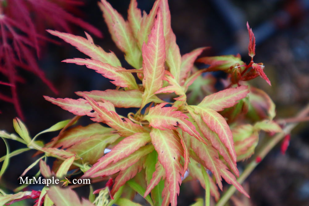 - FOR PICKUP ONLY | Acer palmatum 'Hanezu hagoromo' Orange Hagoromo Japanese Maple | DOES NOT SHIP - Mr Maple │ Buy Japanese Maple Trees