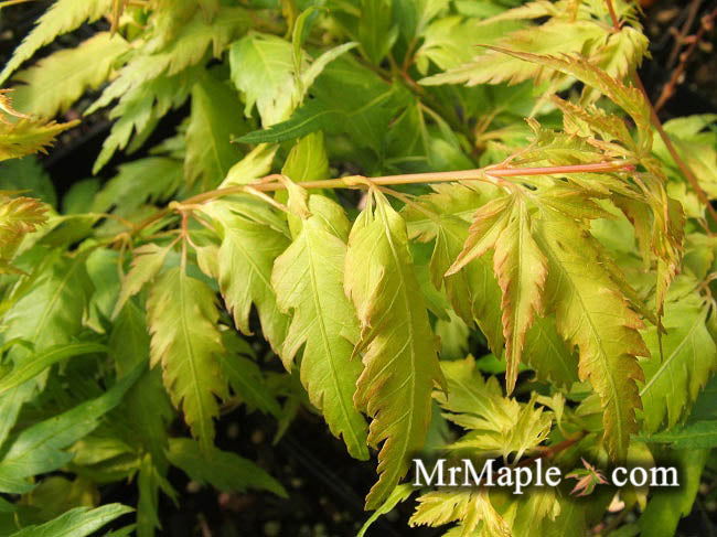 - FOR PICKUP ONLY | Acer palmatum 'Hanezu hagoromo' Orange Hagoromo Japanese Maple | DOES NOT SHIP - Mr Maple │ Buy Japanese Maple Trees