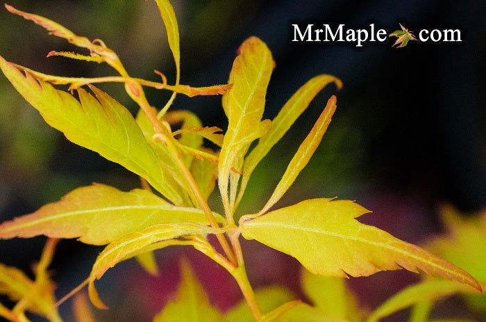 - FOR PICKUP ONLY | Acer palmatum 'Hanezu hagoromo' Orange Hagoromo Japanese Maple | DOES NOT SHIP - Mr Maple │ Buy Japanese Maple Trees