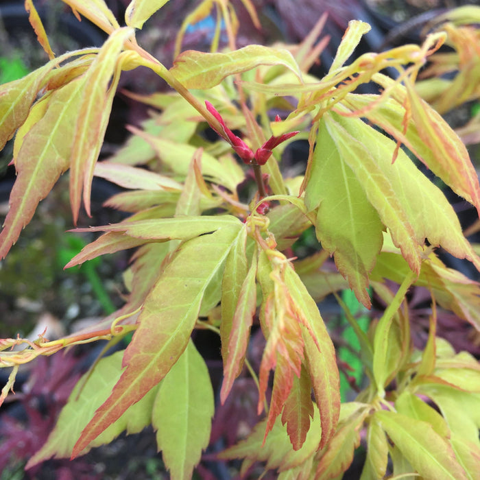 - FOR PICKUP ONLY | Acer palmatum 'Hanezu hagoromo' Orange Hagoromo Japanese Maple | DOES NOT SHIP - Mr Maple │ Buy Japanese Maple Trees