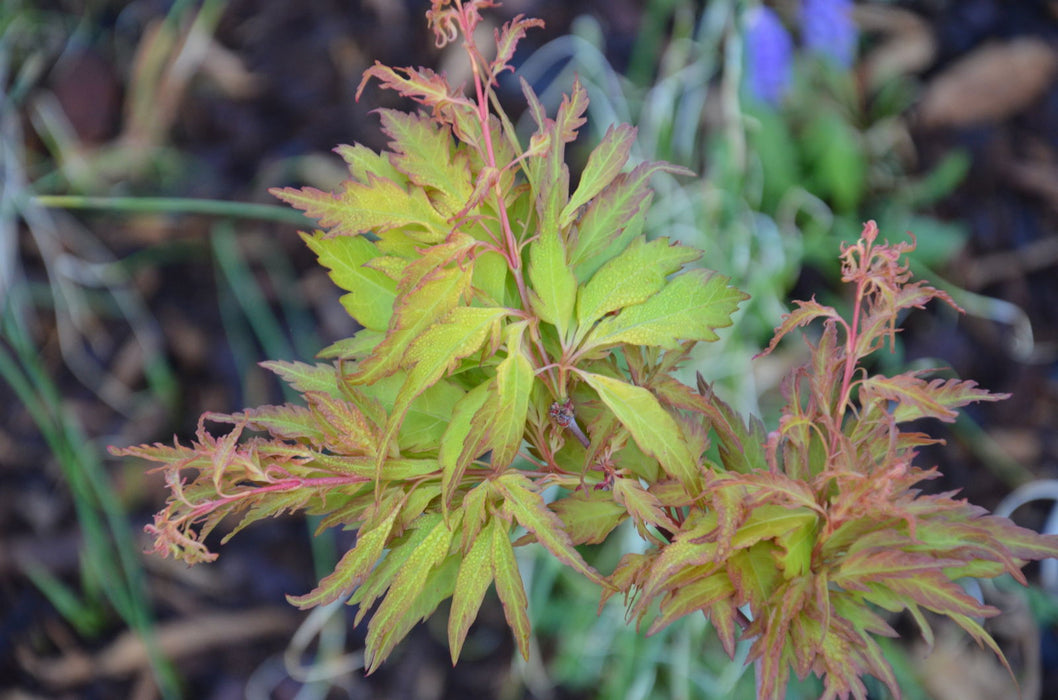 - FOR PICKUP ONLY | Acer palmatum 'Hanezu hagoromo' Orange Hagoromo Japanese Maple | DOES NOT SHIP - Mr Maple │ Buy Japanese Maple Trees