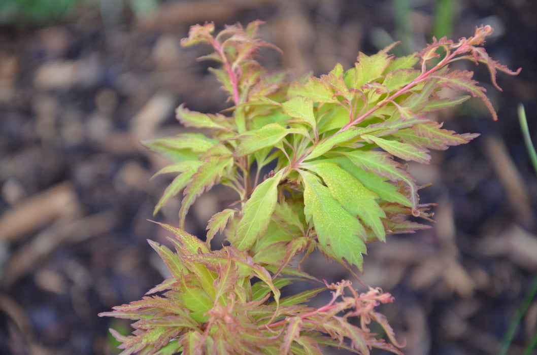 - FOR PICKUP ONLY | Acer palmatum 'Hanezu hagoromo' Orange Hagoromo Japanese Maple | DOES NOT SHIP - Mr Maple │ Buy Japanese Maple Trees