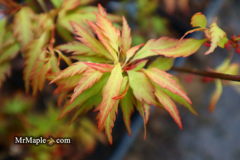 - FOR PICKUP ONLY | Acer palmatum 'Hanezu hagoromo' Orange Hagoromo Japanese Maple | DOES NOT SHIP - Mr Maple │ Buy Japanese Maple Trees