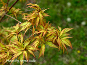 - FOR PICKUP ONLY | Acer palmatum 'Hanezu hagoromo' Orange Hagoromo Japanese Maple | DOES NOT SHIP - Mr Maple │ Buy Japanese Maple Trees