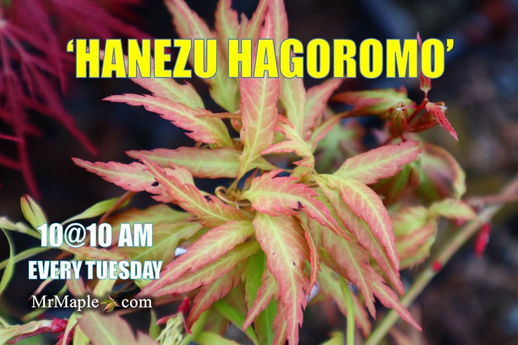 - FOR PICKUP ONLY | Acer palmatum 'Hanezu hagoromo' Orange Hagoromo Japanese Maple | DOES NOT SHIP - Mr Maple │ Buy Japanese Maple Trees