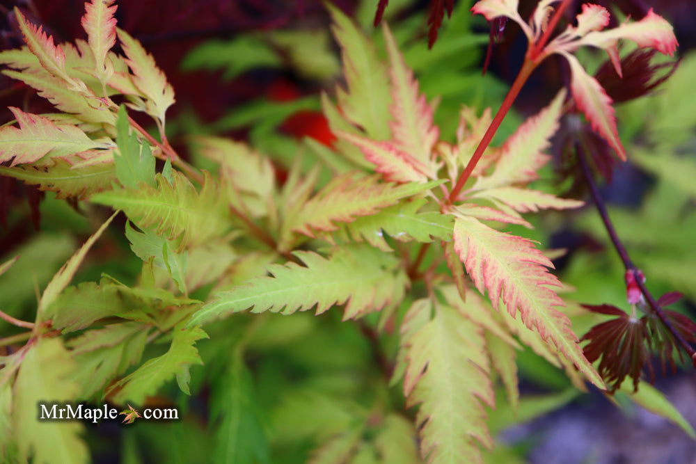 - FOR PICKUP ONLY | Acer palmatum 'Hanezu hagoromo' Orange Hagoromo Japanese Maple | DOES NOT SHIP - Mr Maple │ Buy Japanese Maple Trees