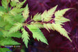 - FOR PICKUP ONLY | Acer palmatum 'Hanezu hagoromo' Orange Hagoromo Japanese Maple | DOES NOT SHIP - Mr Maple │ Buy Japanese Maple Trees