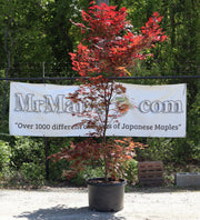 - FOR PICKUP ONLY | Acer palmatum 'Hefner's Red' Japanese Maple | DOES NOT SHIP - Mr Maple │ Buy Japanese Maple Trees