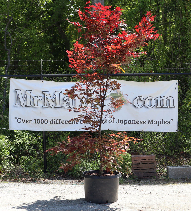 - FOR PICKUP ONLY | Acer palmatum 'Hefner's Red' Japanese Maple | DOES NOT SHIP - Mr Maple │ Buy Japanese Maple Trees