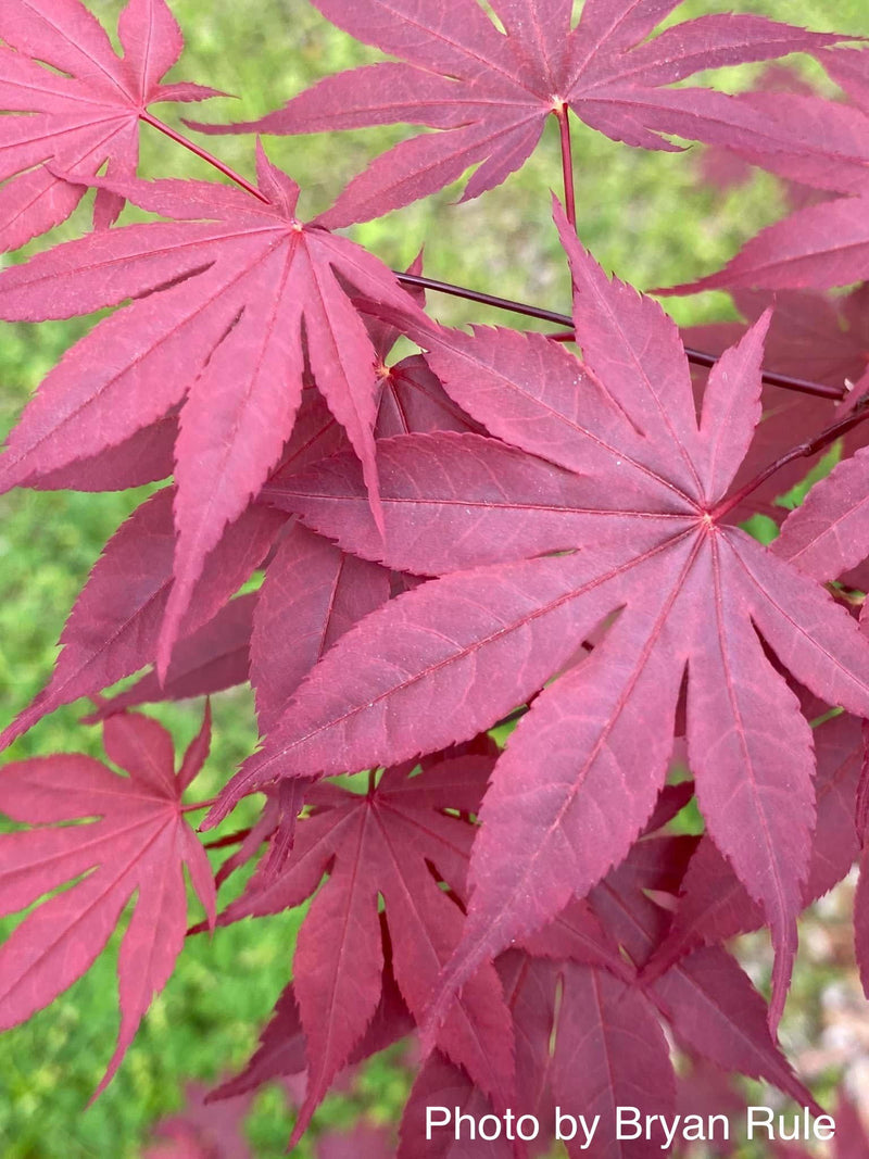 - FOR PICKUP ONLY | Acer palmatum 'Hefner's Red' Japanese Maple | DOES NOT SHIP - Mr Maple │ Buy Japanese Maple Trees