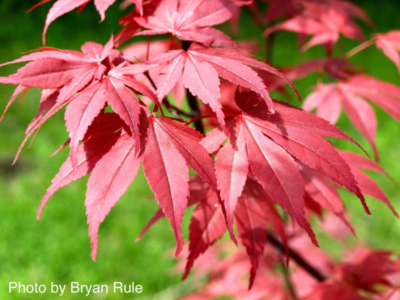 - FOR PICKUP ONLY | Acer palmatum 'Hefner's Red' Japanese Maple | DOES NOT SHIP - Mr Maple │ Buy Japanese Maple Trees