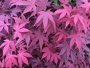 - FOR PICKUP ONLY | Acer palmatum 'Hefner's Red' Japanese Maple | DOES NOT SHIP - Mr Maple │ Buy Japanese Maple Trees