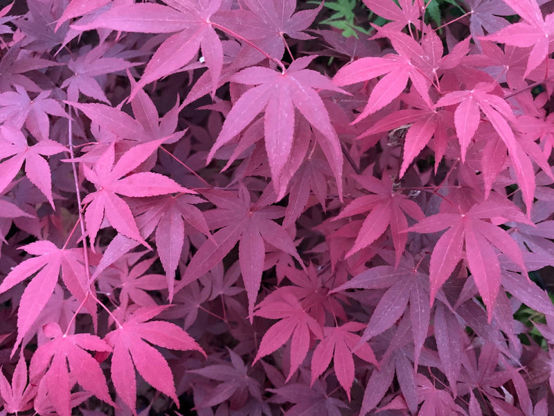 - FOR PICKUP ONLY | Acer palmatum 'Hefner's Red' Japanese Maple | DOES NOT SHIP - Mr Maple │ Buy Japanese Maple Trees