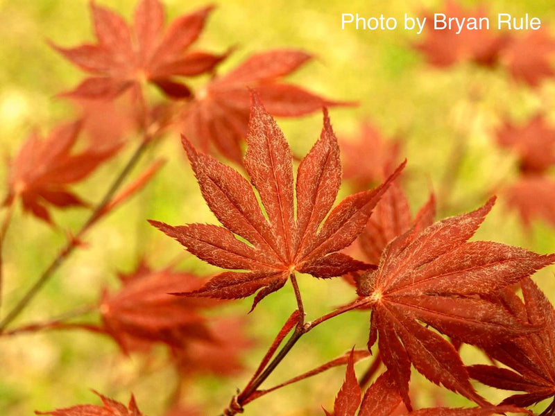 - FOR PICKUP ONLY | Acer palmatum 'Hefner's Red' Japanese Maple | DOES NOT SHIP - Mr Maple │ Buy Japanese Maple Trees