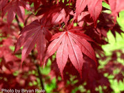 - FOR PICKUP ONLY | Acer palmatum 'Hefner's Red' Japanese Maple | DOES NOT SHIP - Mr Maple │ Buy Japanese Maple Trees