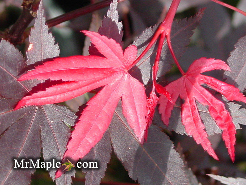 - FOR PICKUP ONLY | Acer palmatum 'Hefner's Red' Japanese Maple | DOES NOT SHIP - Mr Maple │ Buy Japanese Maple Trees