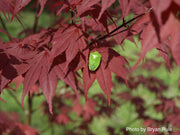 - FOR PICKUP ONLY | Acer palmatum 'Hefner's Red' Japanese Maple | DOES NOT SHIP - Mr Maple │ Buy Japanese Maple Trees