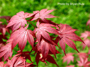 - FOR PICKUP ONLY | Acer palmatum 'Hefner's Red' Japanese Maple | DOES NOT SHIP - Mr Maple │ Buy Japanese Maple Trees