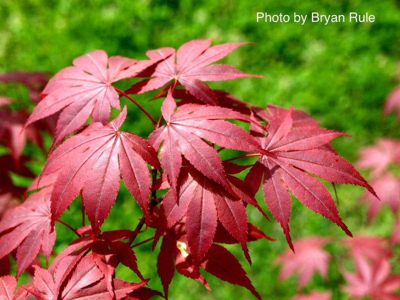 - FOR PICKUP ONLY | Acer palmatum 'Hefner's Red' Japanese Maple | DOES NOT SHIP - Mr Maple │ Buy Japanese Maple Trees