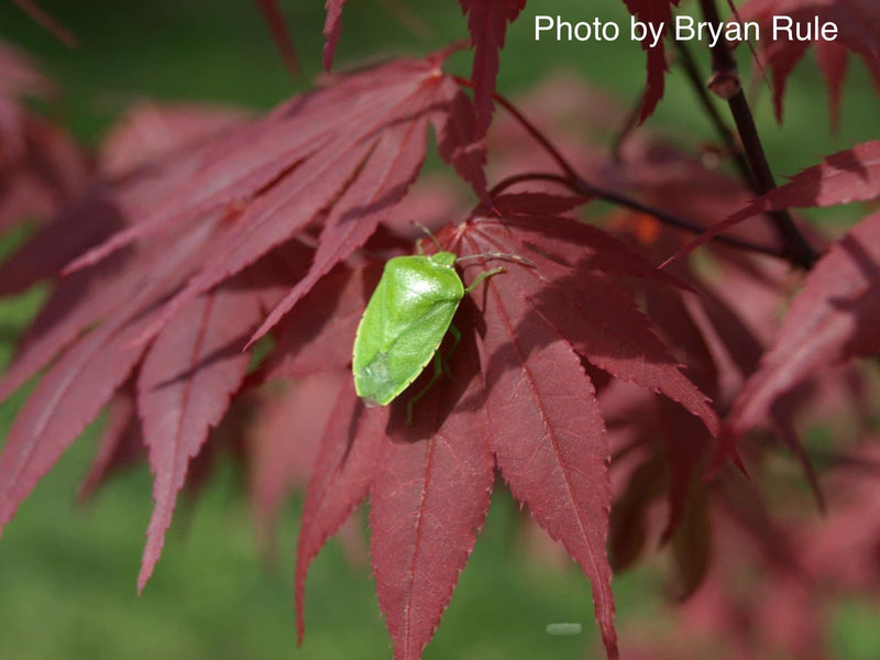 - FOR PICKUP ONLY | Acer palmatum 'Hefner's Red' Japanese Maple | DOES NOT SHIP - Mr Maple │ Buy Japanese Maple Trees