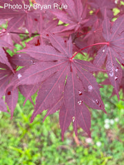 - FOR PICKUP ONLY | Acer palmatum 'Hefner's Red' Japanese Maple | DOES NOT SHIP - Mr Maple │ Buy Japanese Maple Trees