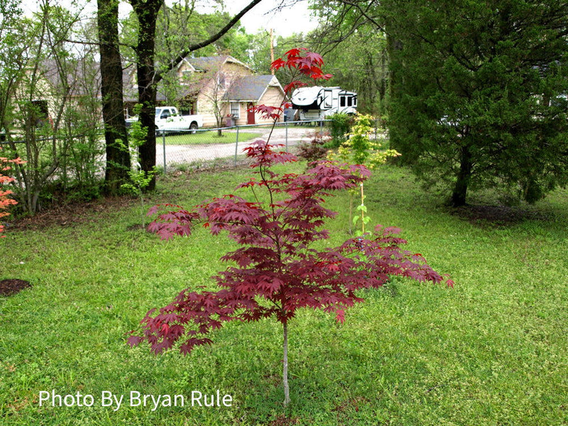 - FOR PICKUP ONLY | Acer palmatum 'Hefner's Red' Japanese Maple | DOES NOT SHIP - Mr Maple │ Buy Japanese Maple Trees