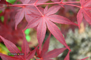 - FOR PICKUP ONLY | Acer palmatum 'Hefner's Red' Japanese Maple | DOES NOT SHIP - Mr Maple │ Buy Japanese Maple Trees