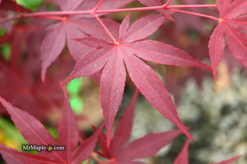 - FOR PICKUP ONLY | Acer palmatum 'Hefner's Red' Japanese Maple | DOES NOT SHIP - Mr Maple │ Buy Japanese Maple Trees