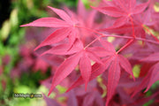 - FOR PICKUP ONLY | Acer palmatum 'Hefner's Red' Japanese Maple | DOES NOT SHIP - Mr Maple │ Buy Japanese Maple Trees