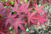 - FOR PICKUP ONLY | Acer palmatum 'Hefner's Red' Japanese Maple | DOES NOT SHIP - Mr Maple │ Buy Japanese Maple Trees