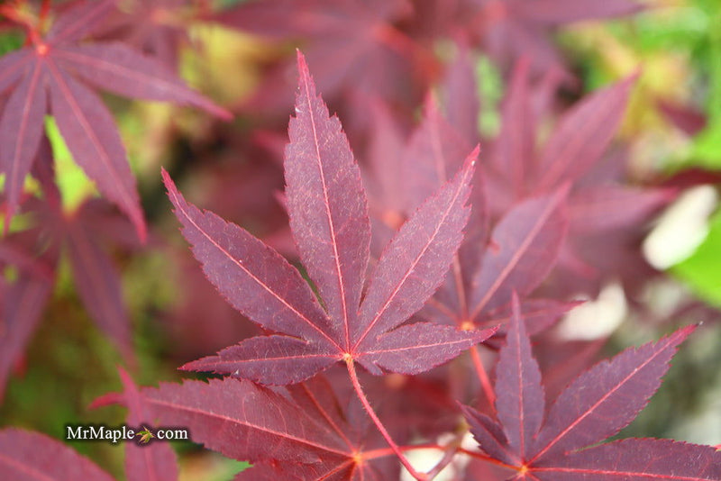 - FOR PICKUP ONLY | Acer palmatum 'Hefner's Red' Japanese Maple | DOES NOT SHIP - Mr Maple │ Buy Japanese Maple Trees