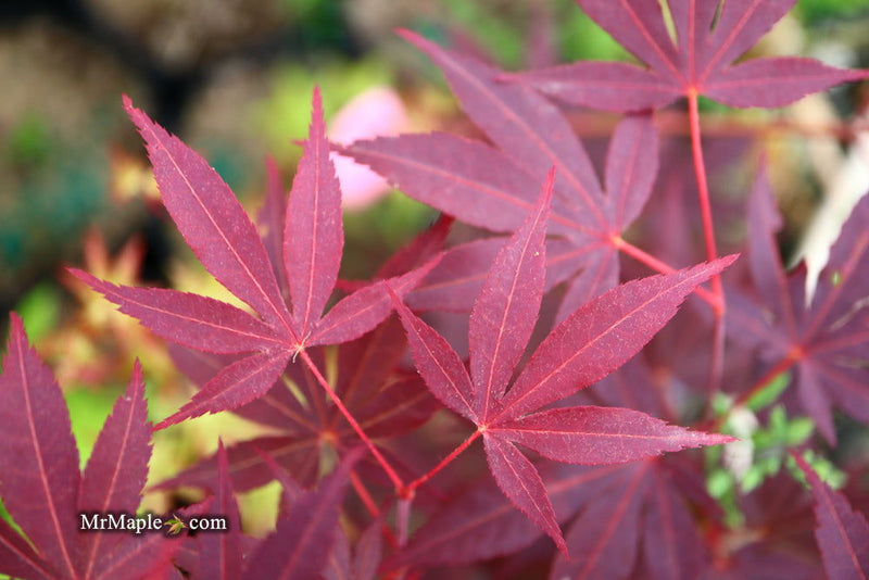 - FOR PICKUP ONLY | Acer palmatum 'Hefner's Red' Japanese Maple | DOES NOT SHIP - Mr Maple │ Buy Japanese Maple Trees