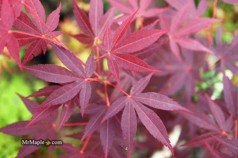 - FOR PICKUP ONLY | Acer palmatum 'Hefner's Red' Japanese Maple | DOES NOT SHIP - Mr Maple │ Buy Japanese Maple Trees