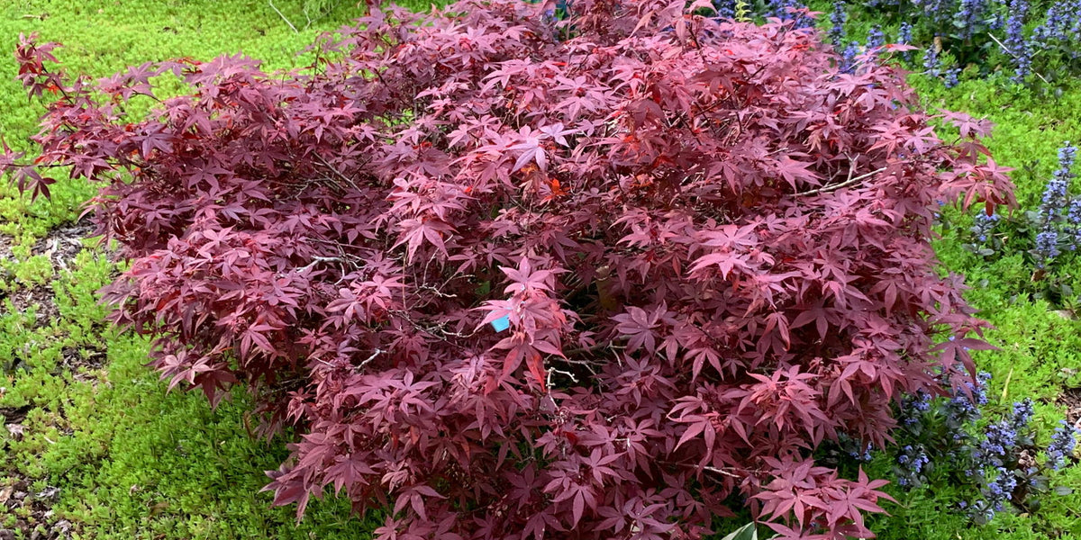Buy Acer palmatum 'Hime shojo' Dwarf Red Japanese Maple — Mr Maple