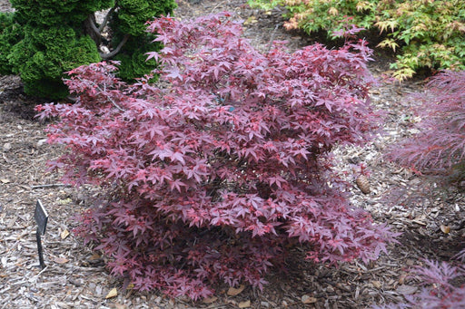 - FOR PICKUP ONLY | Acer palmatum 'Hime shojo' Dwarf Red Japanese Maple | DOES NOT SHIP - Mr Maple │ Buy Japanese Maple Trees