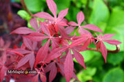 - FOR PICKUP ONLY | Acer palmatum 'Hime shojo' Dwarf Red Japanese Maple | DOES NOT SHIP - Mr Maple │ Buy Japanese Maple Trees