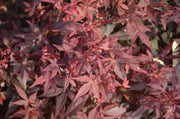 - FOR PICKUP ONLY | Acer palmatum 'Hime shojo' Dwarf Red Japanese Maple | DOES NOT SHIP - Mr Maple │ Buy Japanese Maple Trees