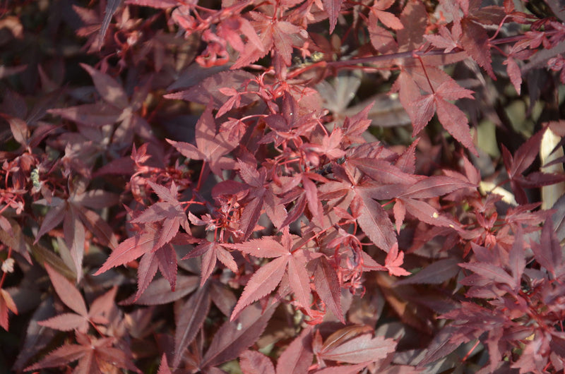 - FOR PICKUP ONLY | Acer palmatum 'Hime shojo' Dwarf Red Japanese Maple | DOES NOT SHIP - Mr Maple │ Buy Japanese Maple Trees