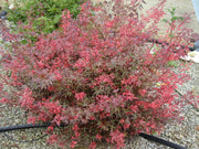 - FOR PICKUP ONLY | Acer palmatum 'Hime shojo' Dwarf Red Japanese Maple | DOES NOT SHIP - Mr Maple │ Buy Japanese Maple Trees