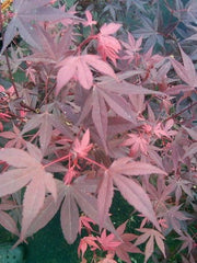 - FOR PICKUP ONLY | Acer palmatum 'Hime shojo' Dwarf Red Japanese Maple | DOES NOT SHIP - Mr Maple │ Buy Japanese Maple Trees