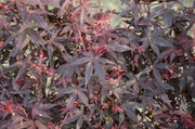 - FOR PICKUP ONLY | Acer palmatum 'Hime shojo' Dwarf Red Japanese Maple | DOES NOT SHIP - Mr Maple │ Buy Japanese Maple Trees